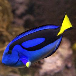 Regal Blue Tang (Tiny) 