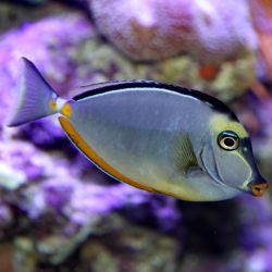 Naso / Lipstick Tang XL 