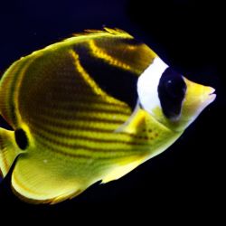 Raccoon Butterflyfish 