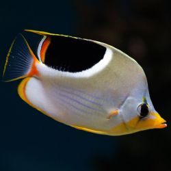 Saddleback Butterfly Fish 