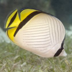 Vagabond Butterfly Fish 