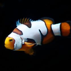 Picasso Clownfish Pair 