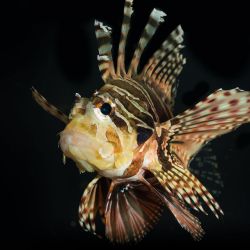 Fuzzy Dwarf Lionfish - Small 