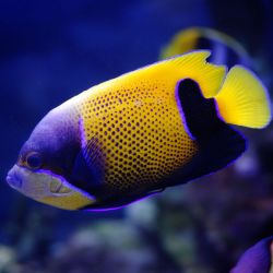 Majestic Angelfish Juvenile 