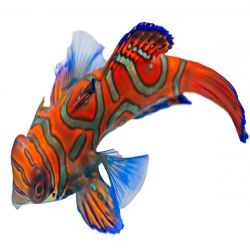 Mandarin Dragonet - Red 