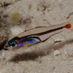 Redspot Cardinalfish 