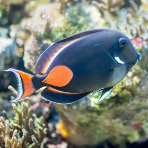 Achilles Tang 
