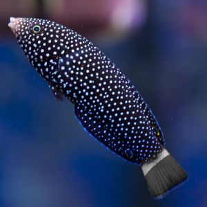 Black Tail Wrasse Medium 