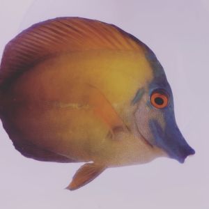 Scopas Tang - TriColor