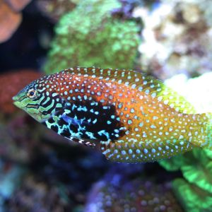 Peacock Wrasse - Male