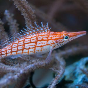 Longnose Hawkfish-Red 