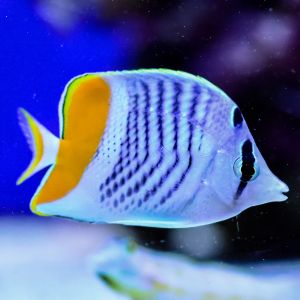 Pearlscale Butterfly Fish 