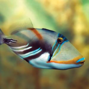 Picasso Triggerfish 