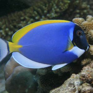 Powder Blue Tang Small