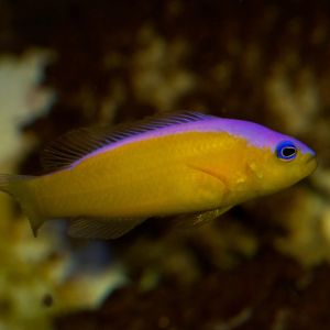 Purple Stripe Dottyback 