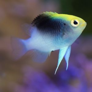 Rolland's Damsel (Tri-Colour) 