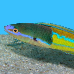 Royal Pencil Wrasse