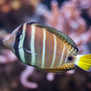 Sailfin Tang - Large 