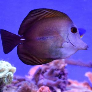 Scopas Tang Medium