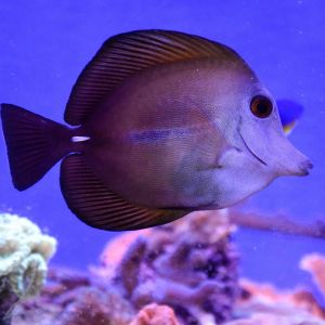Scopas Tang- Small