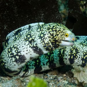 Snowflake eel 