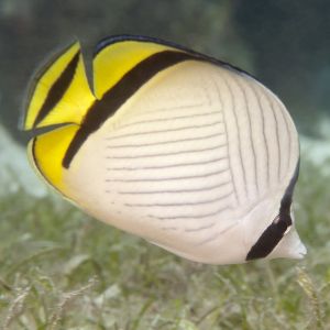 Vagabond Butterfly Fish