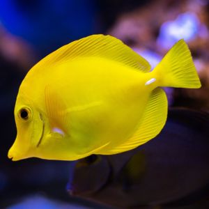 Yellow Tang
