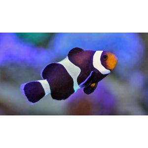 Black and White Clownfish 