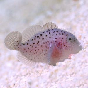 Red Speckled Coral Goby