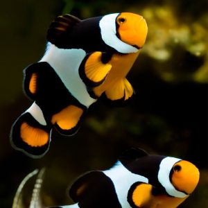 Black Onyx Clown Fish