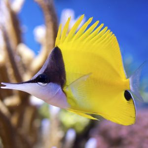Yellow Longnose Butterflyfish 