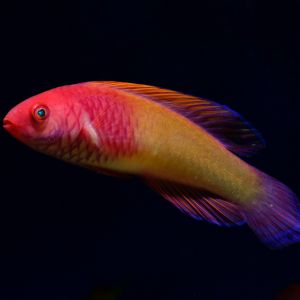 Red Velvet Fairy Wrasse