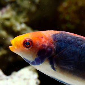 Gold Flash / Orange Back Fairy Wrasse Small