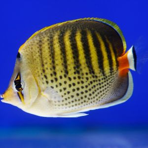 Sunset Butterflyfish 