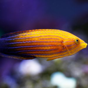 Femininus Wrasse