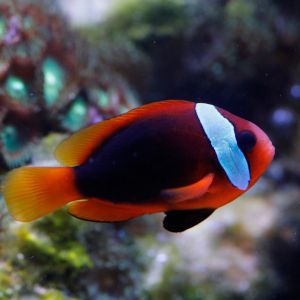 Cinnamon Clownfish Pair