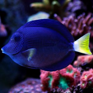 Purple Tang 