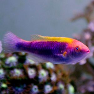 Multicolor Lubbock's Fairy Wrasse 