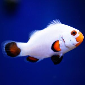 Wyoming White Clownfish Pair 