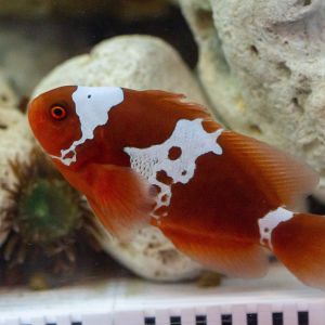 Lightning Maroon Clownfish Pair 