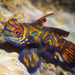Mandarin Dragonet - Green
