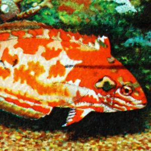 Choati Red Leopard Wrasse