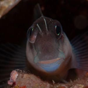 Brown Coral Blenny 