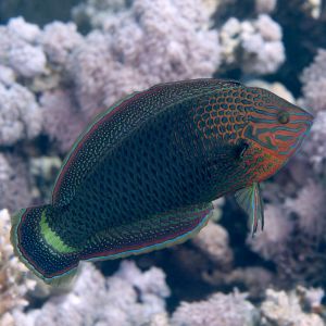 Blue Spotted Tamarin Wrasse