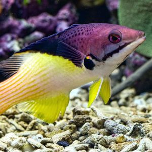 BiColor Goatfish