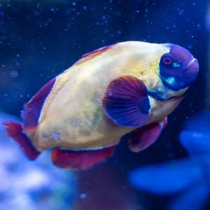 Gold Nugget Maroon Clownfish