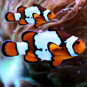 Gladiator Clown Pair 