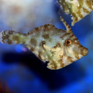 Aiptasia Filefish 