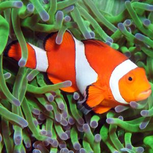 Tangerine Clownfish 