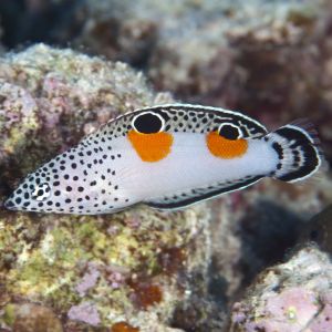 Twinspot Wrasse 